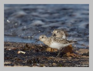 Sanderlings II