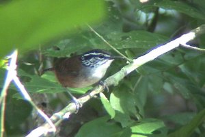 White-breasted Wood-Wren