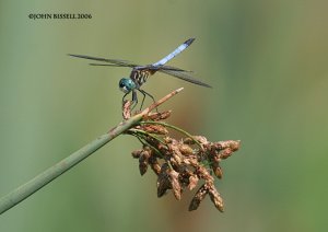 Blue Dasher