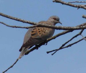 Turtle Dove