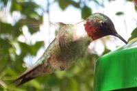 Male Rubythroated Hummingbird