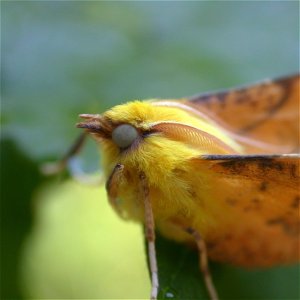 Canary-shouldered Thorn