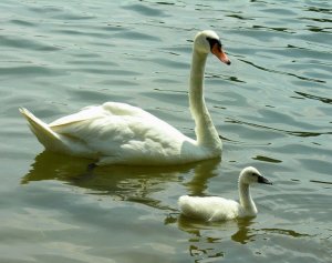 White Baby - Mute Swan