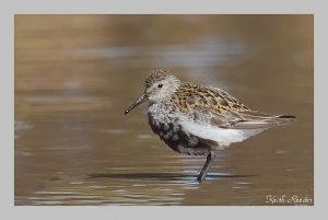 Punky dunlin