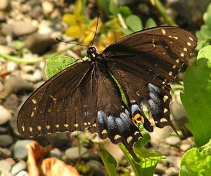 Black Swallowtail (Papilio polyxenes)