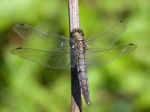 Black tailed skimmer