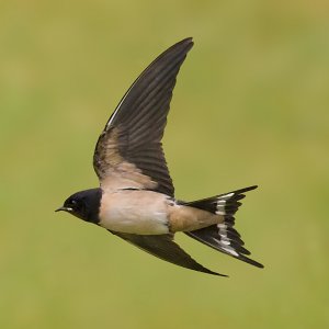 Barn swallow