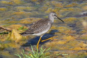 Lesser Yellowlegs