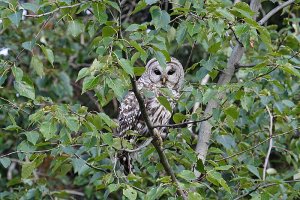 Barred Owl