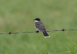 Eastern Kingbird