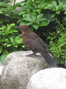 Blackbird ready to start anting