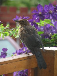 Blackbird after anting
