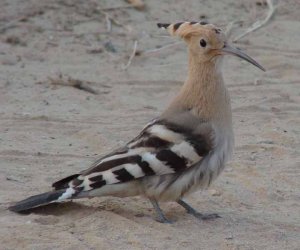 Hoopoe