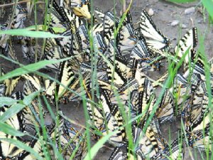 Eastern Tiger Swallowtail