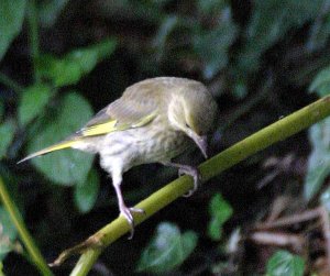 Juvenile GreenFinch 2