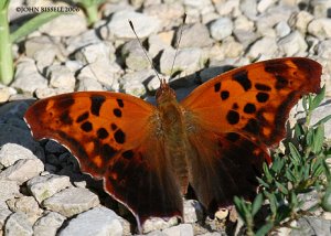 Eastern Comma