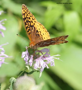 Great Spangled Fritillary