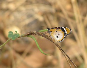 African Monarch