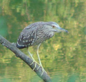 Juvenile Night Heron