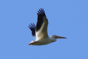 American White Pelican