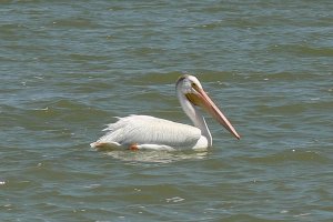 American White Pelican