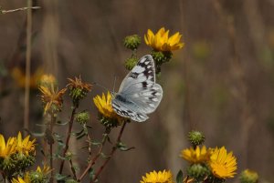 Pontia occidentalis