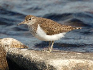 Common  Sandpiper