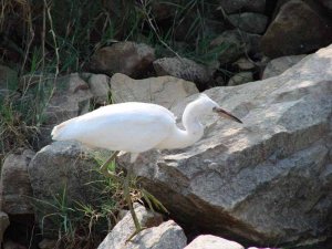 Little Egret