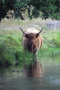Highland Cattle in Kent