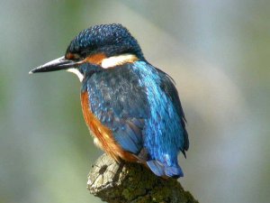 Kingfisher