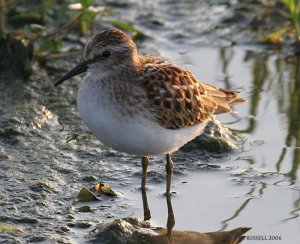 Least Sandpiper