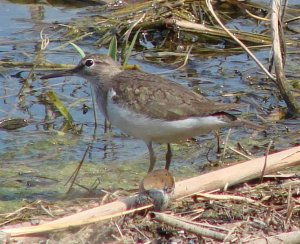 Common Sandpiper