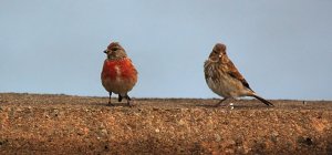 A pair of Linnets