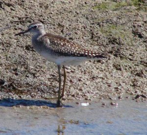 Wood Sandpiper