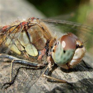 Common Darter