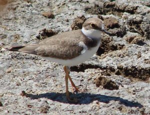 Little Ringed Plover