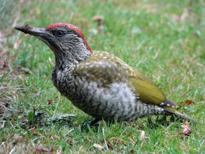 Muddy Beak