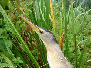 Little bittern