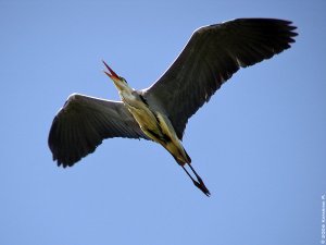 Grey Heron