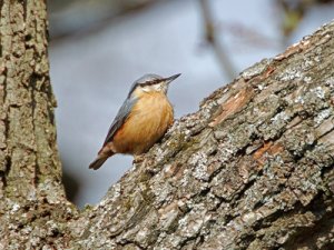 Nuthatch