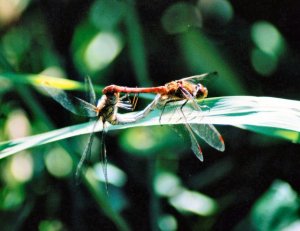 Mating Darters