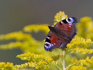 Peacock on Canada Goldenrod