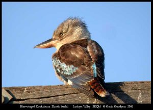 Blue-winged Kookaburra