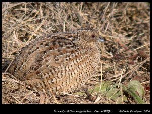 Brown Quail