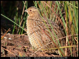 Brown Quail