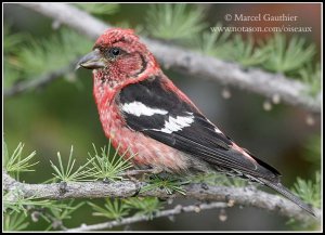 Finches series : White-winged Crossbill