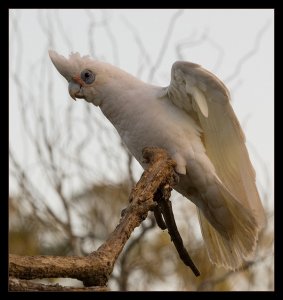 Little Corella