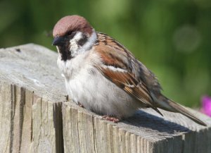 TREE SPARROW