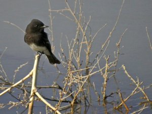 Black Phoebe