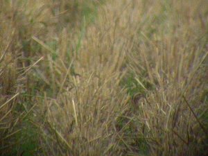 Common Quail